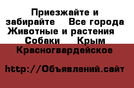 Приезжайте и забирайте. - Все города Животные и растения » Собаки   . Крым,Красногвардейское
